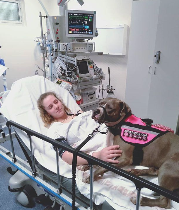 被比特犬持续拨拉,主人疑虑中叫了救护车,意外事故捡回来一条命