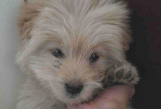 流浪犬跟在背后不离去,殊不知老妈喂个饼干后,它赖在大门口不动了