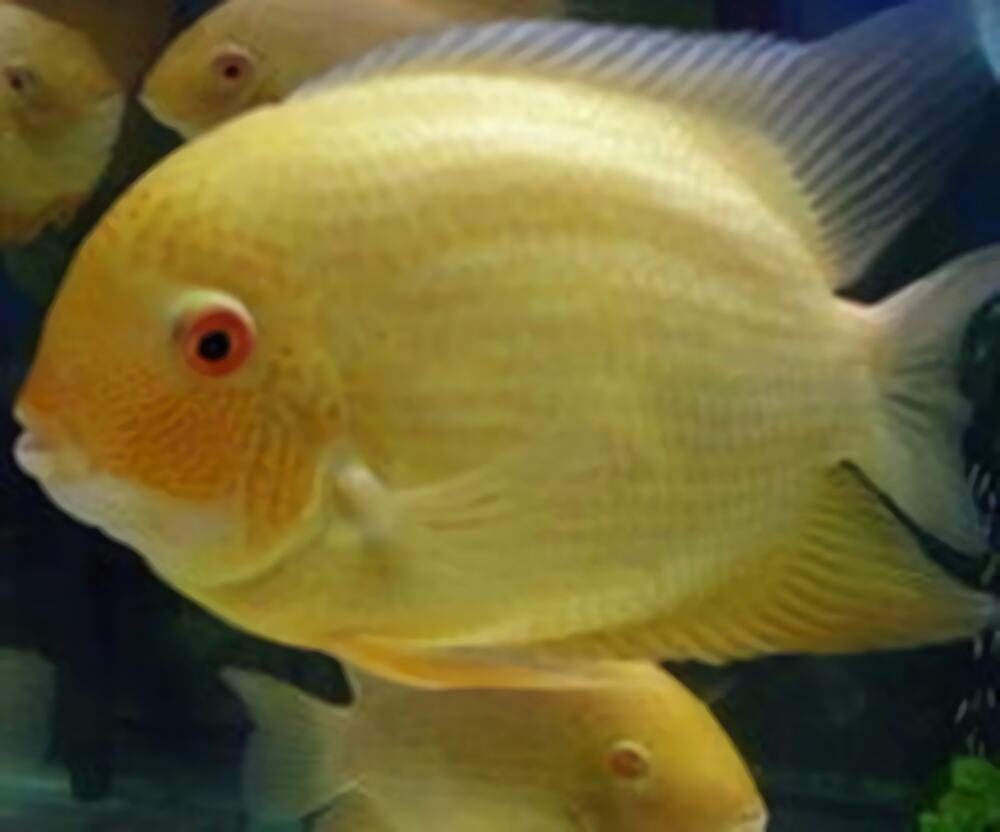 金菠萝鱼身份信息