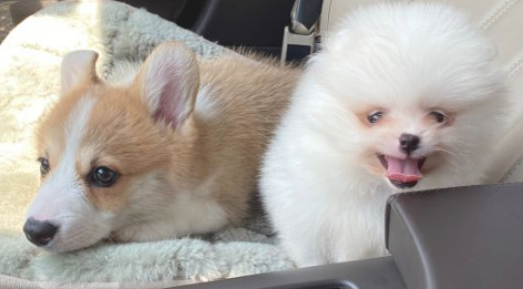 博美很喜欢跟主人家逛街,把它装在包内很便捷,狗:吸睛率太高