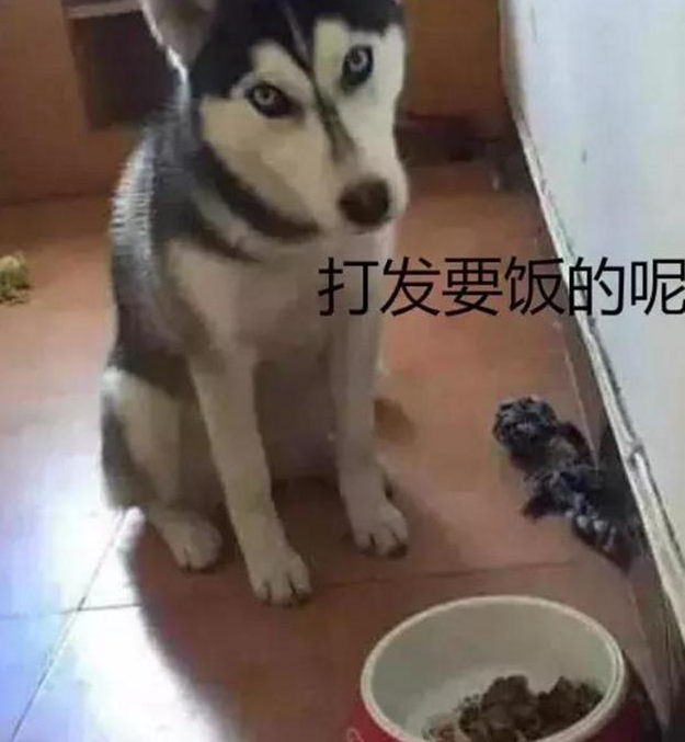 主人家想让二哈减肥瘦身,饭里少放了几片肉,二哈冲着主人家作出这小表情