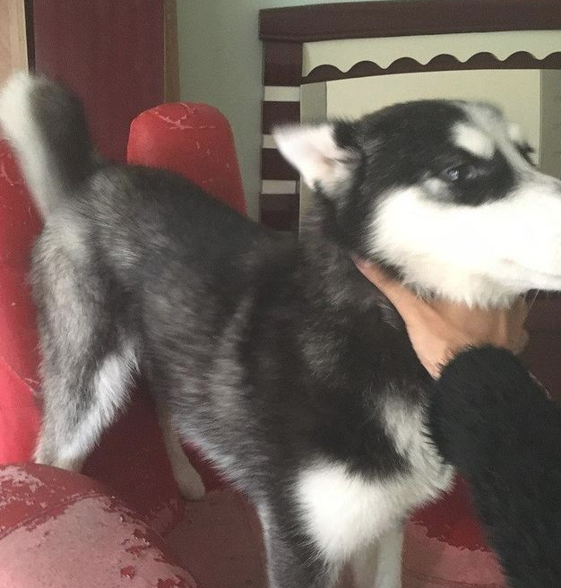 哈士奇发觉主人家偷自身犬粮,一气之下竟把主人家锁上在家里门口!