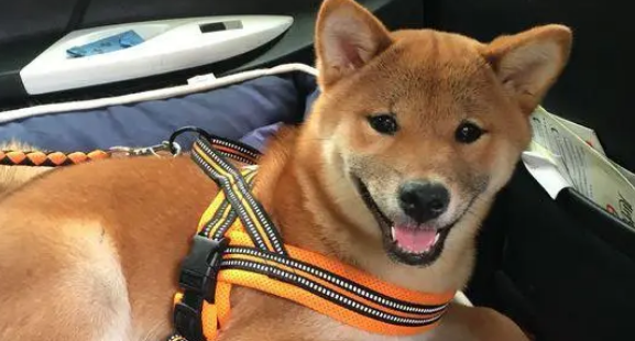 柴犬坐车出来玩晕车了,下车刚缓过劲来,一抬头看到镜子里的自己