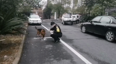 市民请求击杀“咬人”流浪狗,网友却大呼:快收编它吧!