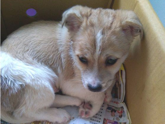 流浪犬被主人家遗弃街道,小家伙看人都哆嗦,无辜小表情让人心痛