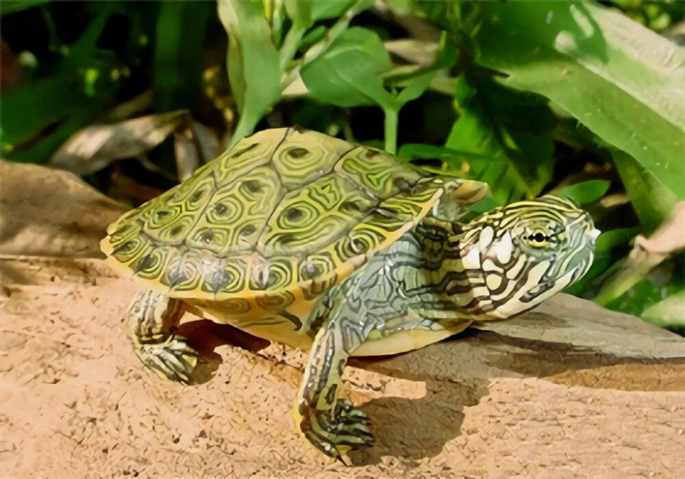 佛州甜甜圈龟身份信息