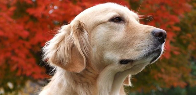 消失5个月的狗狗自己逃回家了