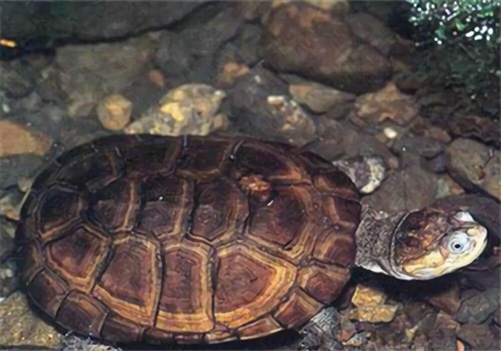 沼泽侧颈龟身份信息