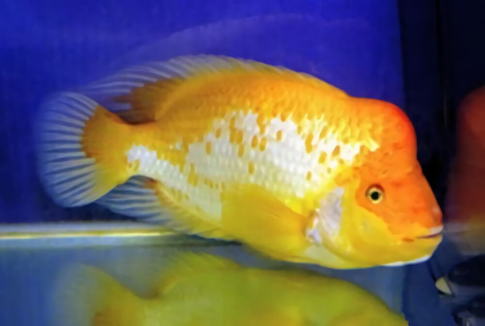 火鹤鱼身份信息