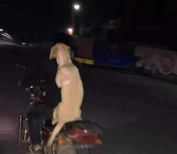 主人携爱犬共同下班,骑着摩托将狗狗放后座,狗狗含笑抱紧主人!