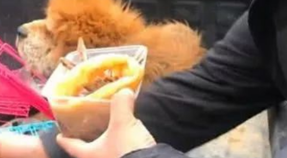 老狗即将被宰杀,小哥心疼立马救下,喂食时狗狗的反应让人鼻酸