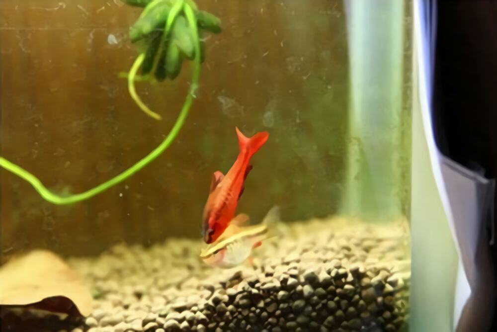 樱桃灯鱼身份信息