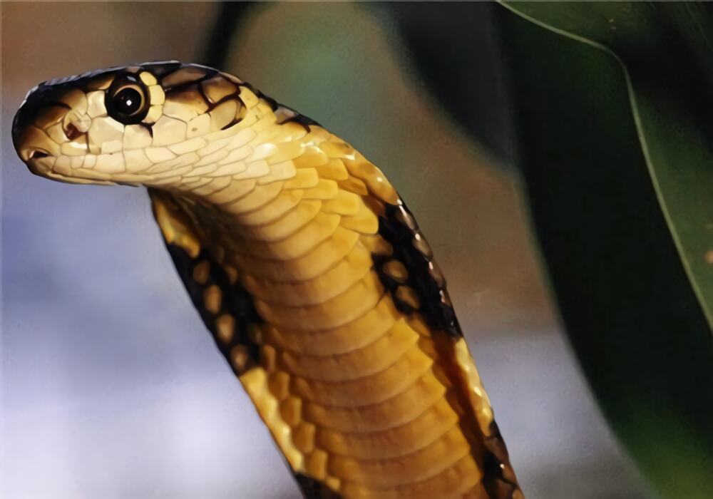 森林眼镜蛇身份信息