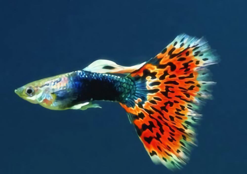 孔雀鱼身份信息