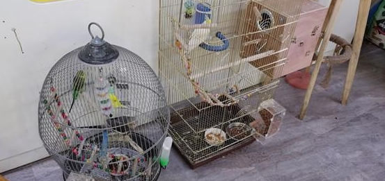 一猫咖半月无人管引网友热议,南京的猫咖狗咖还好吗?