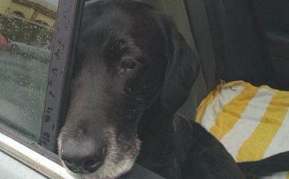 狗狗被收留一个月后仍不高兴，出现意外发觉的一封信，解释了所有原因