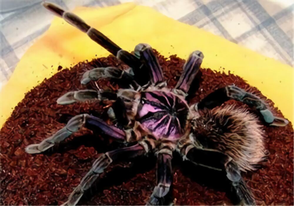 哥伦比亚镭射身份信息