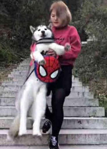 警示!千万不要带二哈去爬山,猪一般的体重令人奔溃,狗:抱我出山