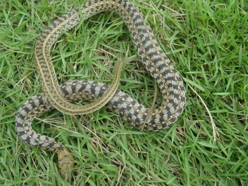 草腹链蛇身份信息