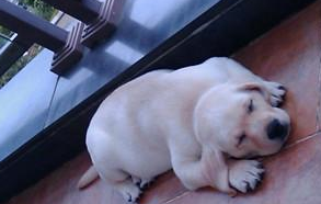 狗狗睡懒觉叫不醒，主人竟直接拿出一把