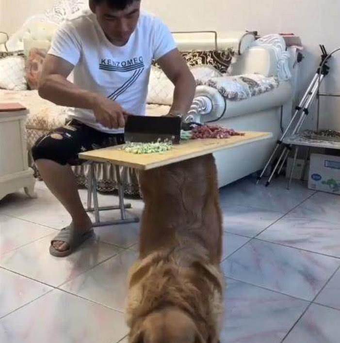 狗狗聪明乖巧善解人意,可惜遇上二货主人,这表情简直绝了