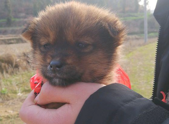 小奶狗瘫在马路边奄奄一息,绝望等死时,被好心女生积极收容