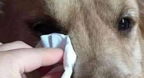 金毛狗狗在客厅止不住流眼泪,知道原因之后,我哭了!