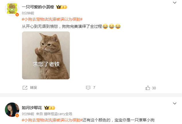 小狗去宠物店洗澡被误以为很脏,没想到就是这个色