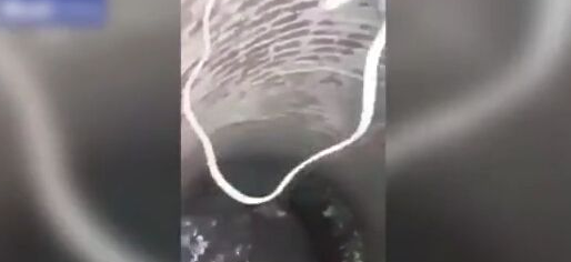 小狗不慎坠下6米水井 所幸消防员救其脱险