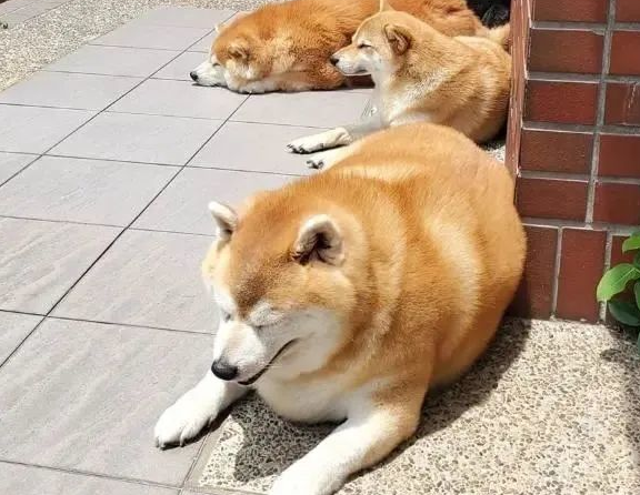 柴犬长出“海豹身型”,主人讲出它的胃口后,却让大伙儿觉得惊讶