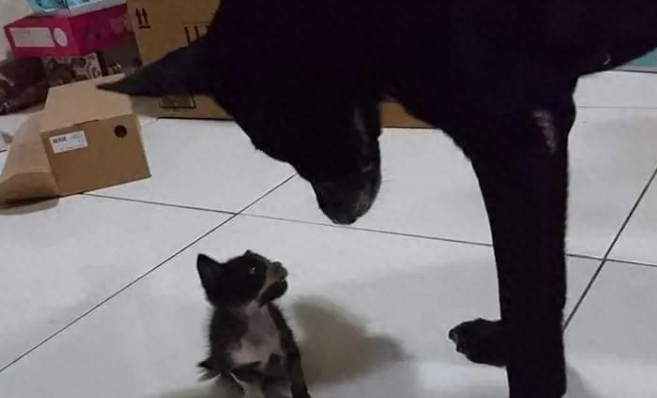 捡了只小奶猫让狗子带,没想到这货长大后居然比狗还大只!