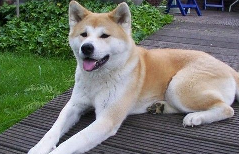 秋田犬没顾好冲河堤连咬3人 狗狗被抓