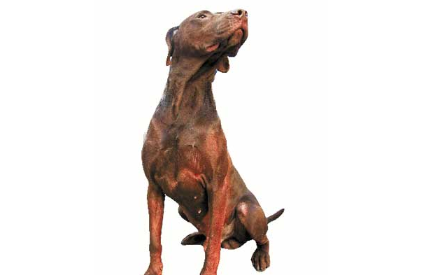 小野猪大闹西子宾馆,杜宾犬“泰森”出马降野猪