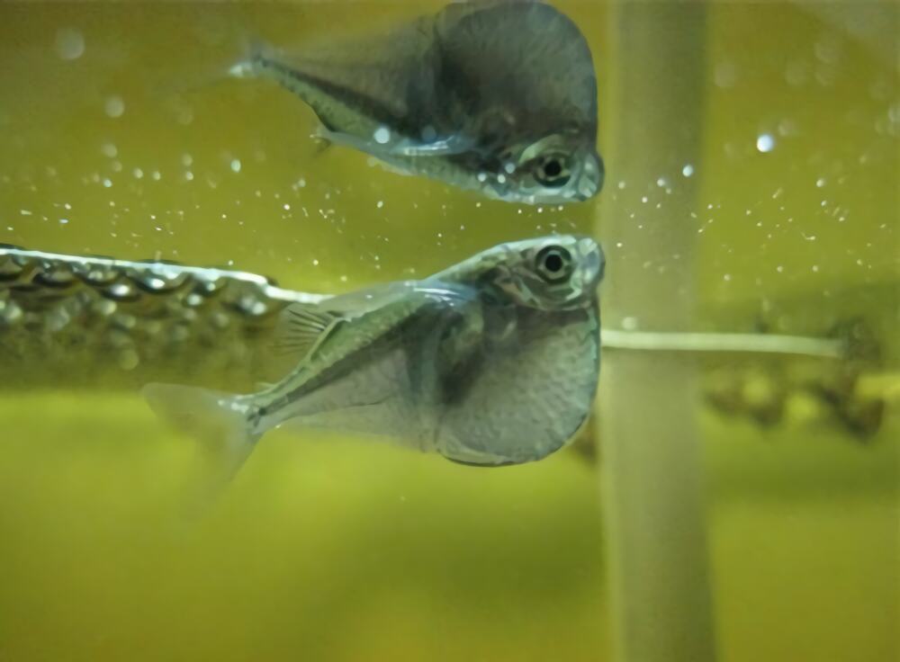 银燕子灯鱼身份信息