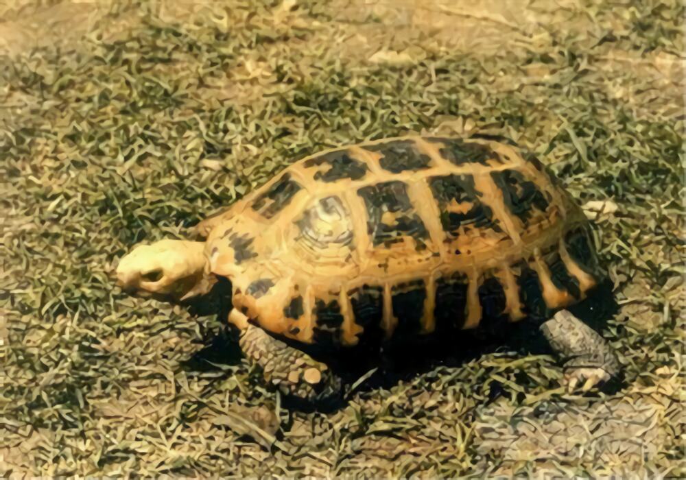 印度陆龟身份信息