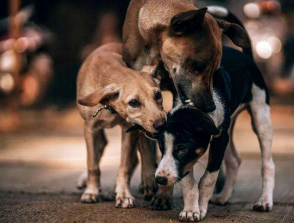 4只流浪狗追随流浪汉一起生活,流浪汉得病时,他们便在大门口等候