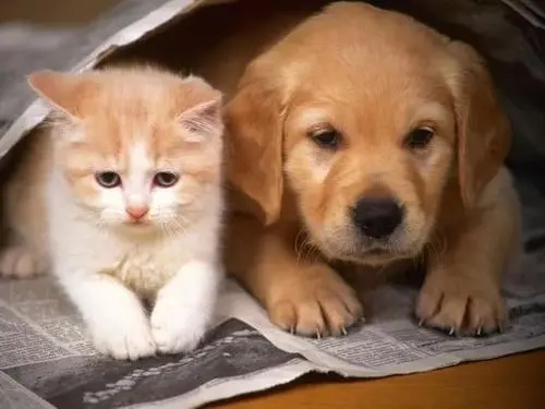 送快递的时候还能跟人家的猫咪狗狗一起自拍,这快递小哥太幸福了