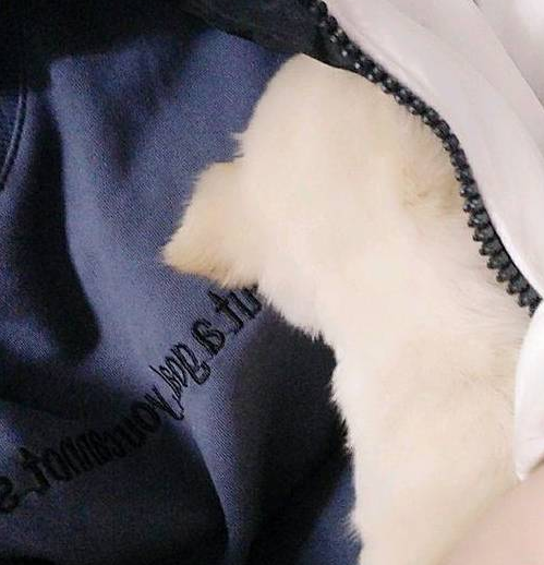 得了犬瘟的小土狗被建议放弃治疗,它的反应让人心塞