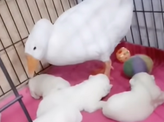 大白鹅无私做保母,照顾6只小西摩犬