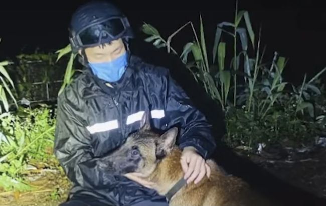 云南民警巡边突遇2米眼镜蛇,马犬忠心护主被咬死,巡边有多危险