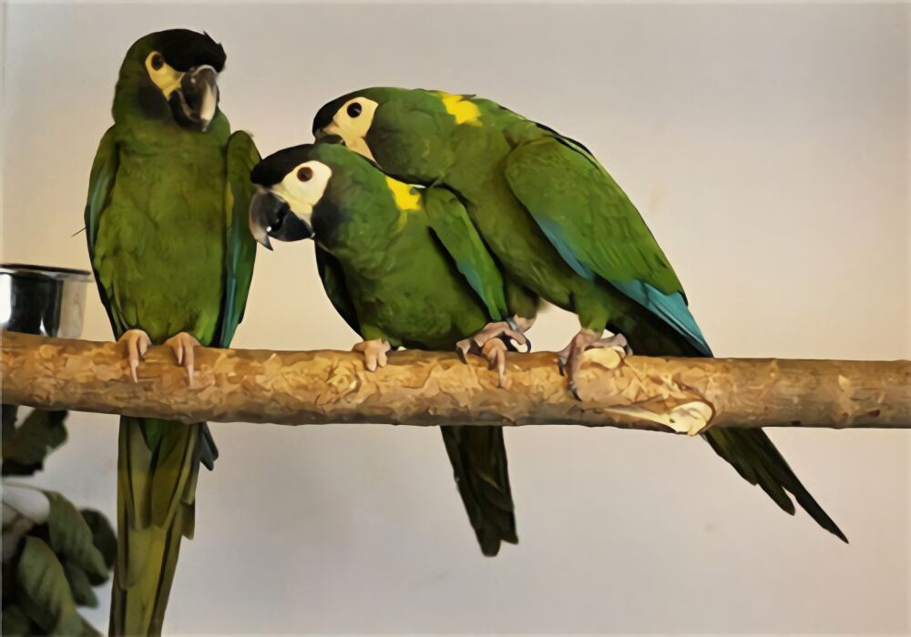 金领金刚鹦鹉身份信息