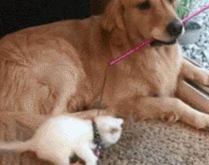 狗狗照顾新生奶猫,紧张到僵硬,直到被小爪子抱住了舌头!