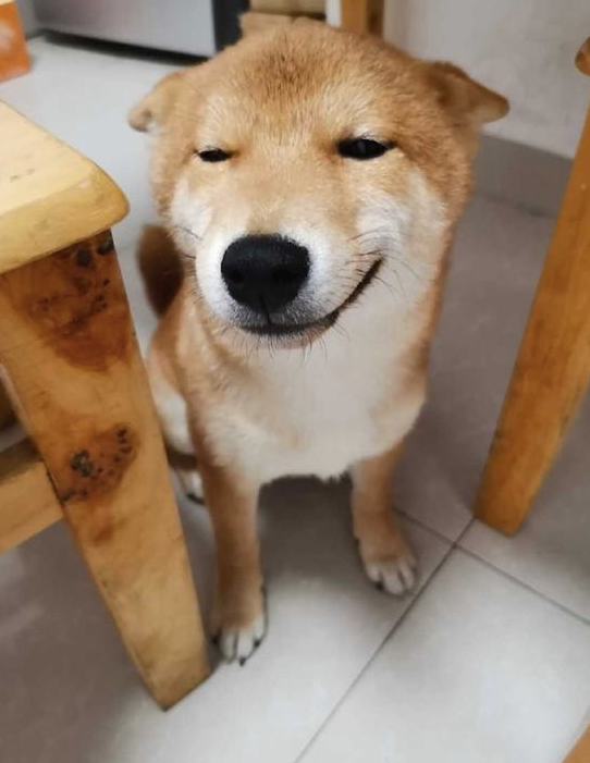 主人教育犯错的柴犬,但见到它很不屑的小表情,如何很想打它呢!