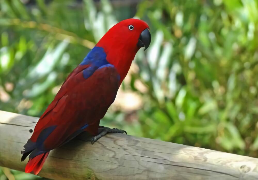 折衷鹦鹉身份信息