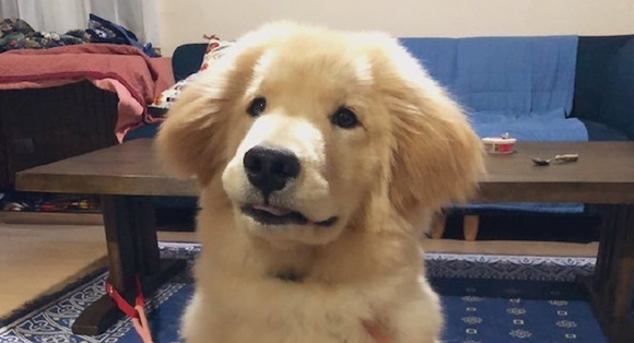 金毛和秋田犬的混血,继承了爸妈的所有优点,看起来太可爱了!