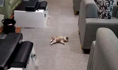 美甲店邀请小柴犬上班,这小奶狗却超不敬业,第一天上班就在店里睡大觉