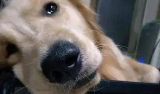 买一个饭回家了被凶,金毛狗狗面带“父亲质疑闺女脸”:跑去哪里鬼混了?