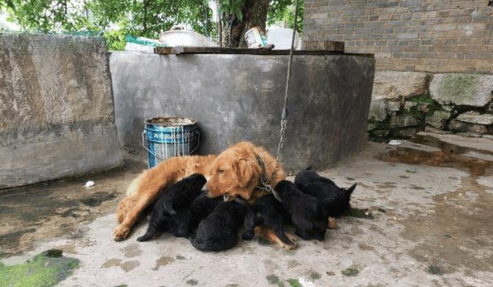 金毛生了7只小狗崽后, 宠主特别郁闷, 千防万防没能防住隔壁家里藏獒