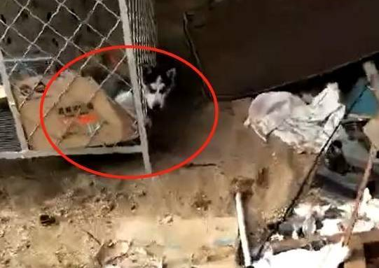 给二哈买的笼子太大,狗狗总被卡在窟窿上,主人:记吃不记打!