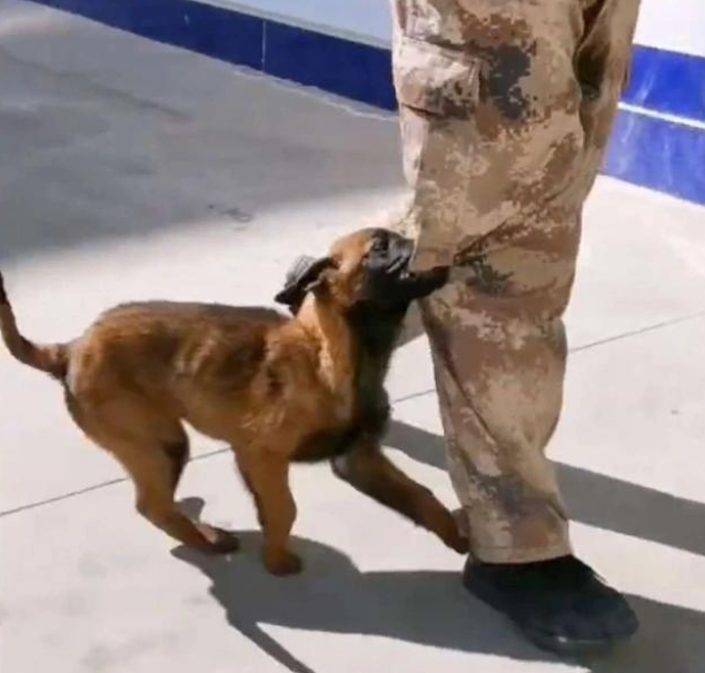 流浪狗闯进警局“应聘”警犬,网友:现在想当警犬都靠耍赖皮吗?